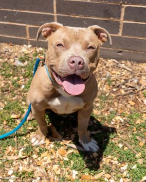 DEUCE is not only a strikingly good-looking guy- volunteers have found him to be loving playful an