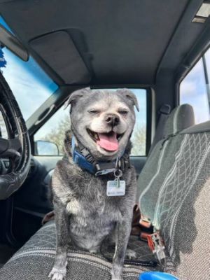 Meet Hugo Hugo is a 13-year-old pug mix who recently came into our care after his beloved dad passed