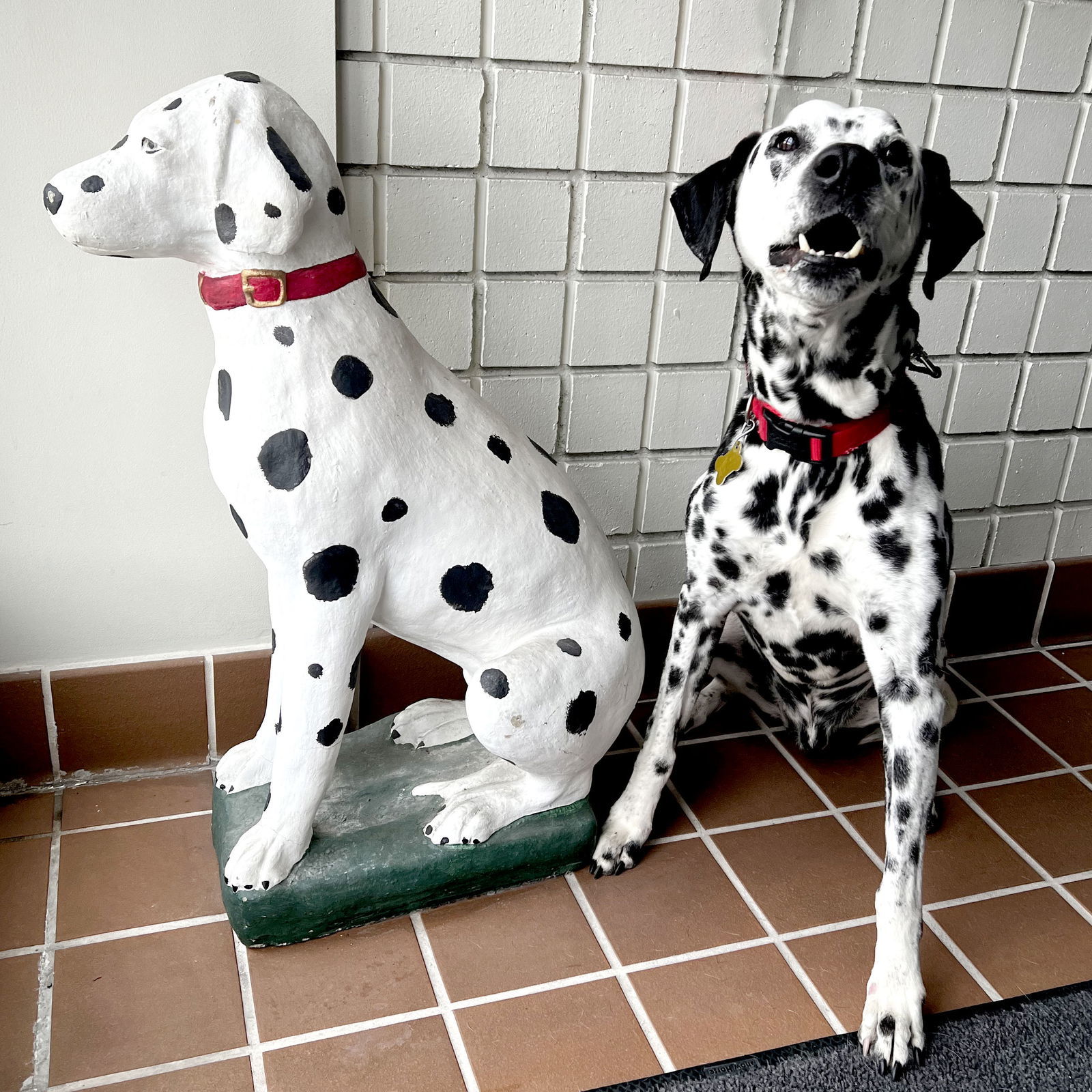 Old Man Rupert, an adoptable Dalmatian in Salt Lake City, UT, 84171 | Photo Image 1