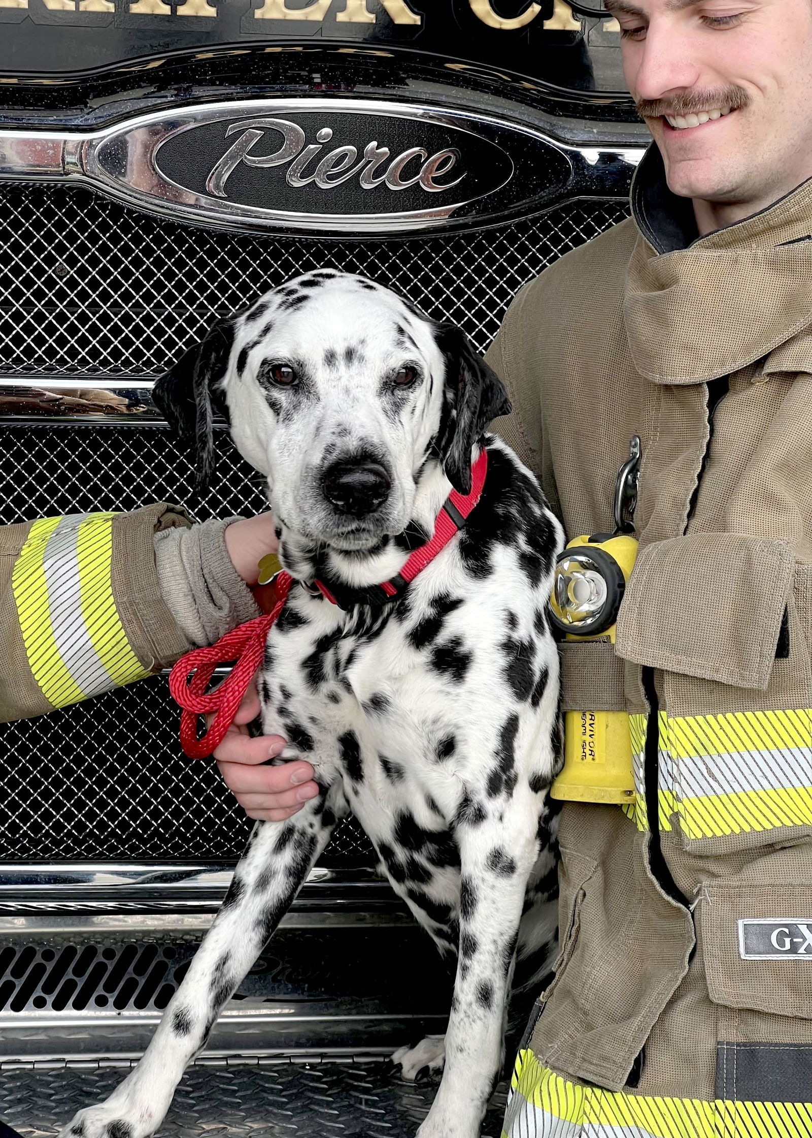 Old Man Rupert, an adoptable Dalmatian in Salt Lake City, UT, 84171 | Photo Image 2