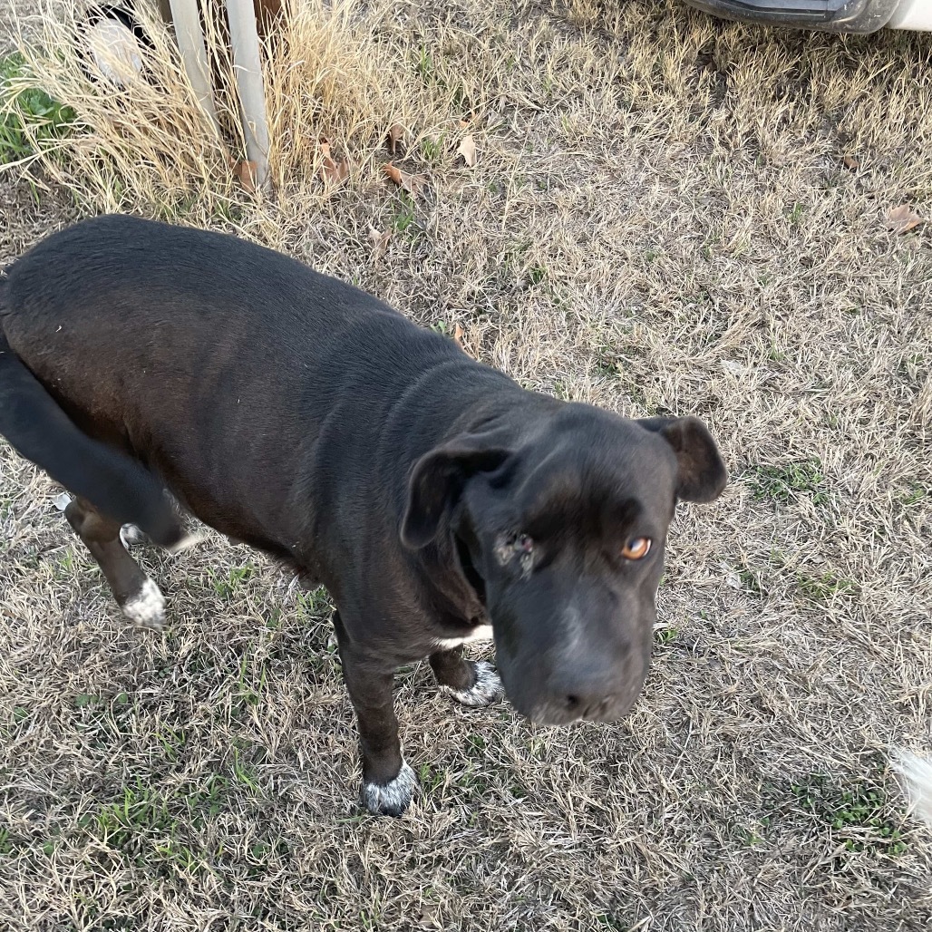 Amara