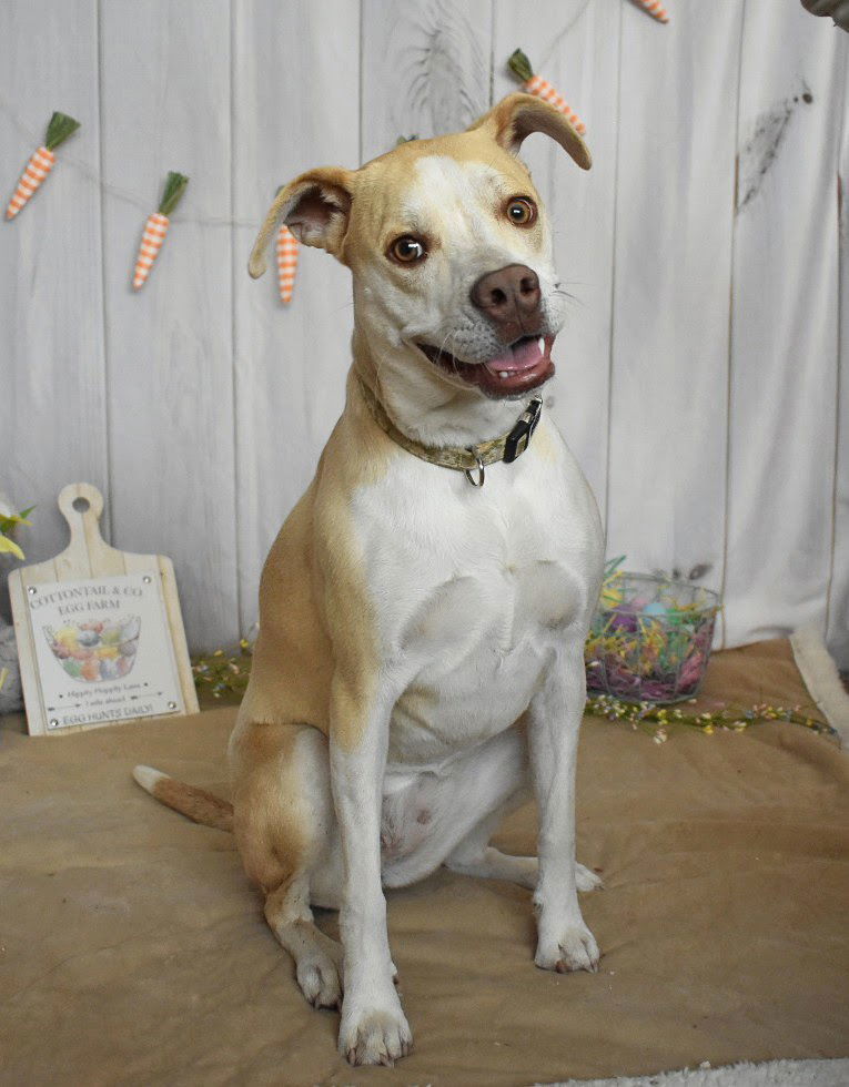 Tallulah, an adoptable Pointer in Fort Collins, CO, 80524 | Photo Image 1