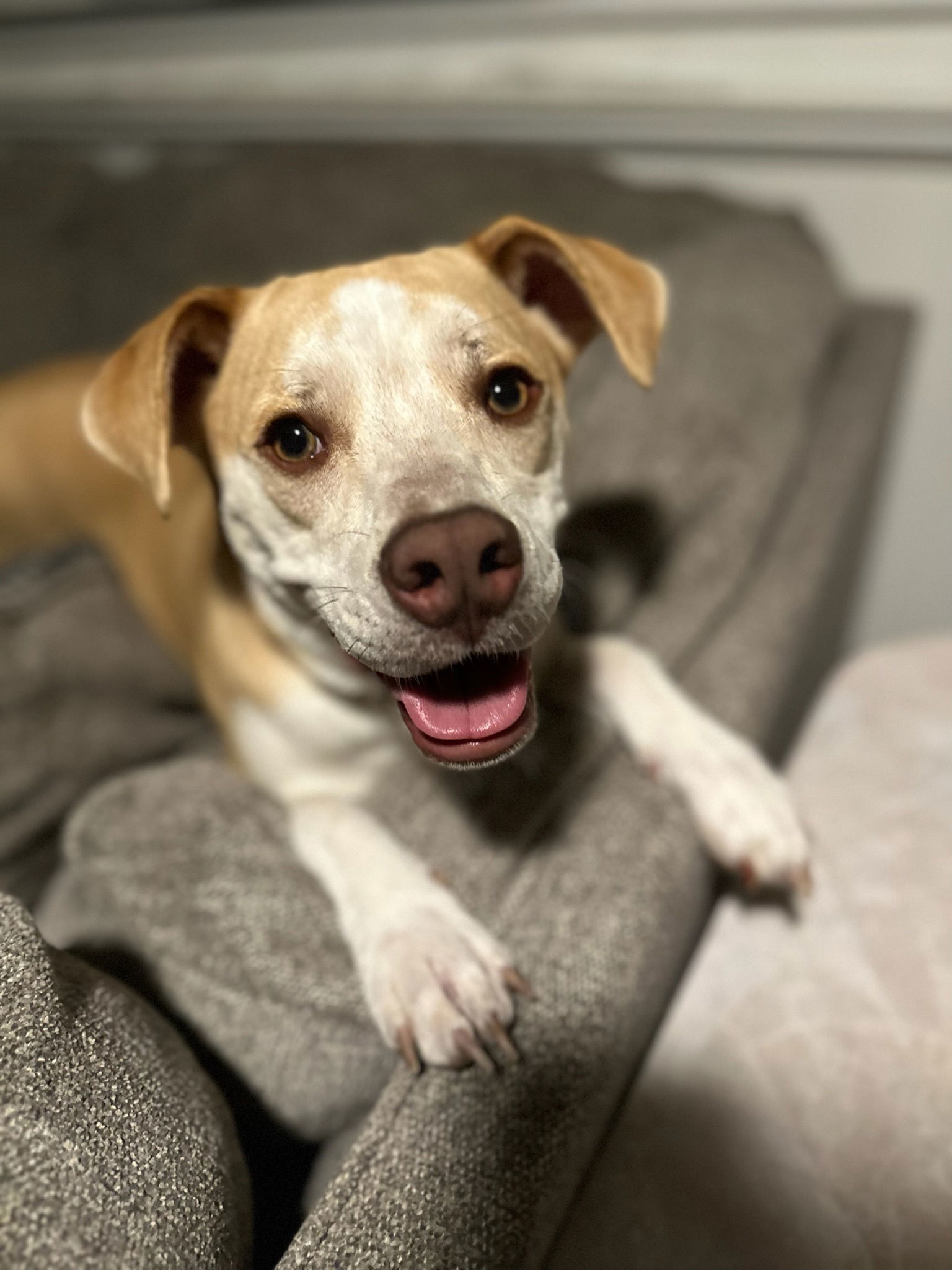 Tallulah, an adoptable Pointer in Fort Collins, CO, 80524 | Photo Image 2
