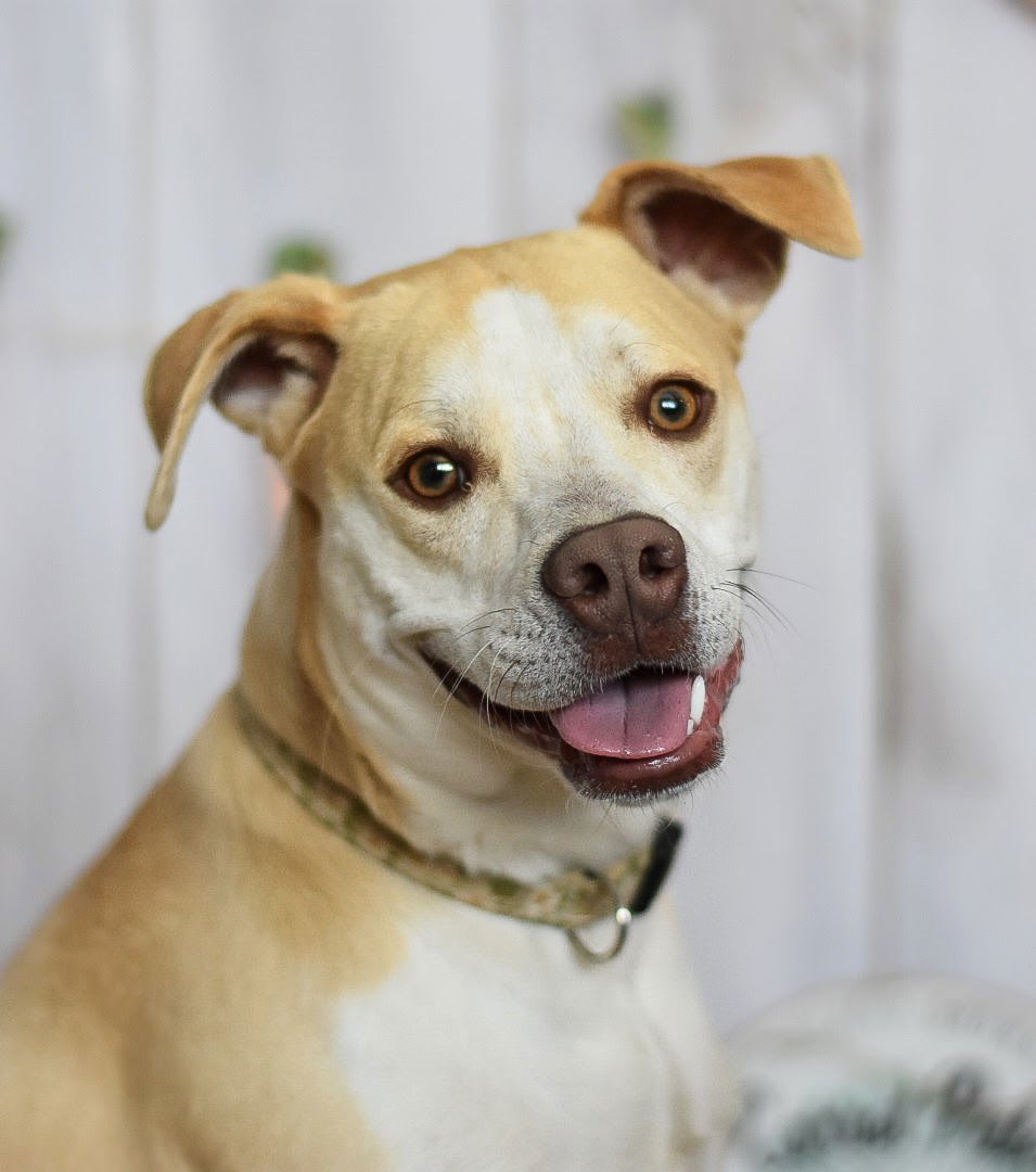 Tallulah, an adoptable Pointer in Fort Collins, CO, 80524 | Photo Image 3