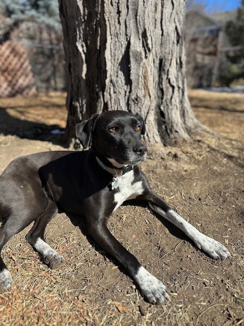 Rowena, an adoptable Labrador Retriever in Fort Collins, CO, 80524 | Photo Image 1