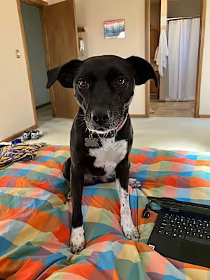 Rowena, an adoptable Labrador Retriever in Fort Collins, CO, 80524 | Photo Image 2