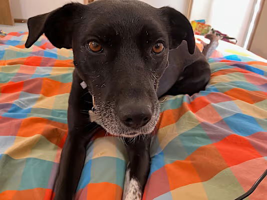 Rowena, an adoptable Labrador Retriever in Fort Collins, CO, 80524 | Photo Image 3