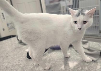 Cloud, an adoptable Domestic Short Hair in Buchanan Dam, TX, 78609 | Photo Image 1