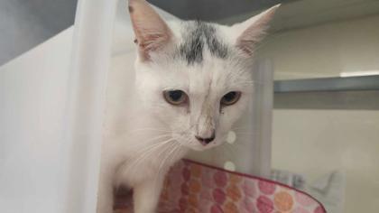 Cloud, an adoptable Domestic Short Hair in Buchanan Dam, TX, 78609 | Photo Image 2