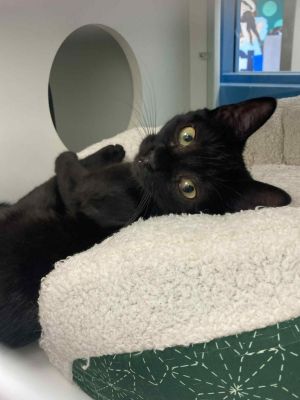 Primrose, Young Female Domestic Short Hair