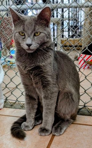 Ricochet, Young Male Domestic Short Hair