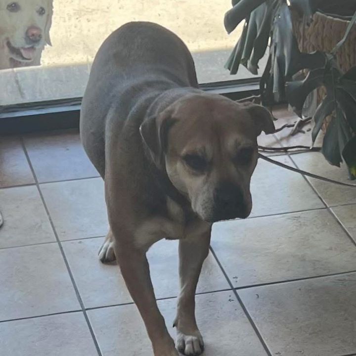 Dixie 1