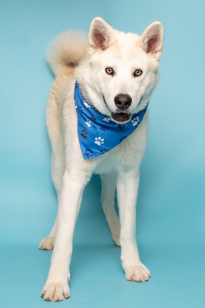 Chalk, an adoptable Siberian Husky, Mixed Breed in Caldwell, ID, 83607 | Photo Image 1
