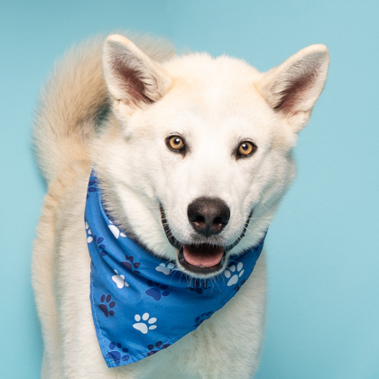 Chalk, an adoptable Siberian Husky, Mixed Breed in Caldwell, ID, 83607 | Photo Image 2