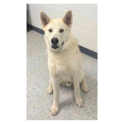 Chalk, an adoptable Siberian Husky, Mixed Breed in Caldwell, ID, 83607 | Photo Image 3
