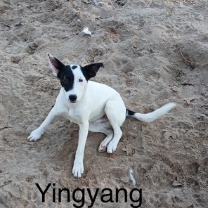 Ying Yang 1