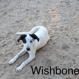 Wishbone 1