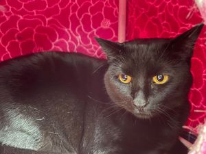 For more information about our adoptable cats please visit httpswwwwholecatandkaboodlecomadop