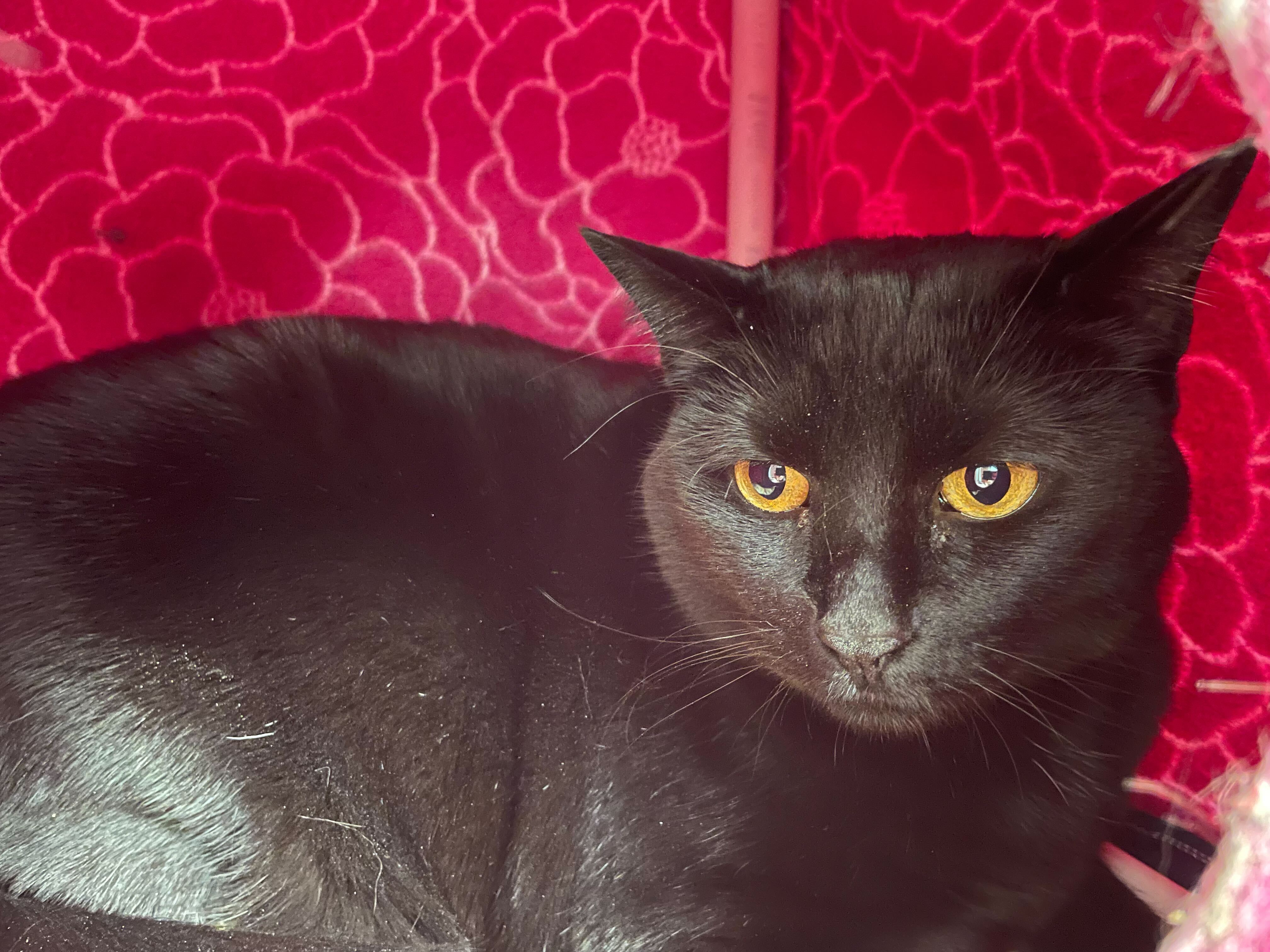 Kaiya, an adoptable Domestic Short Hair in Bothell, WA, 98012 | Photo Image 1