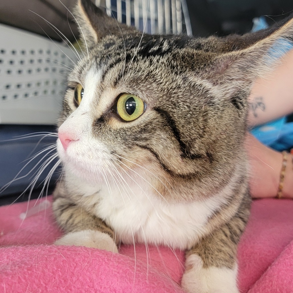 Prince, an adoptable Domestic Short Hair in Spanish Fork, UT, 84660 | Photo Image 1