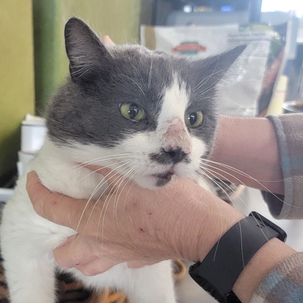 Slate, an adoptable Domestic Short Hair in Spanish Fork, UT, 84660 | Photo Image 1
