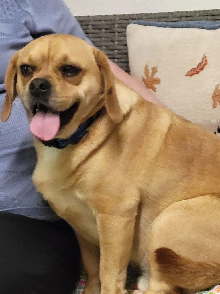 Bandito
