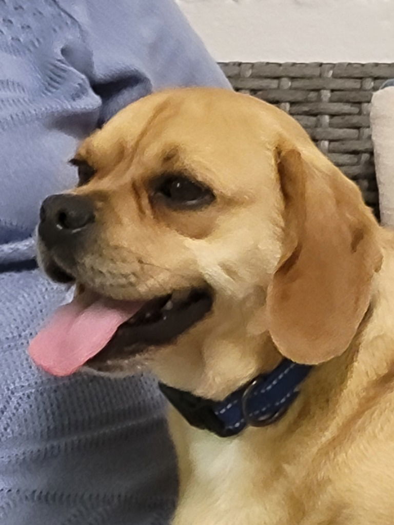 Bandito