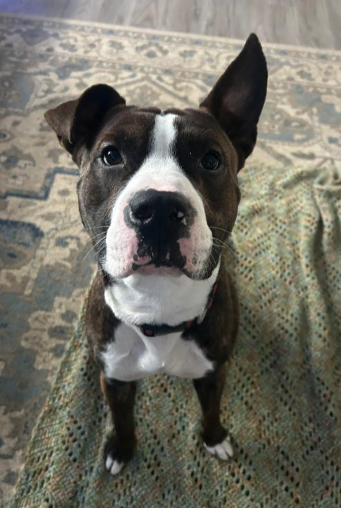 Frank 2
