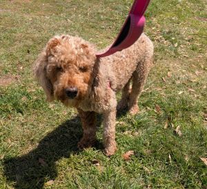 Dezzy-Beautiful Golden Doodle