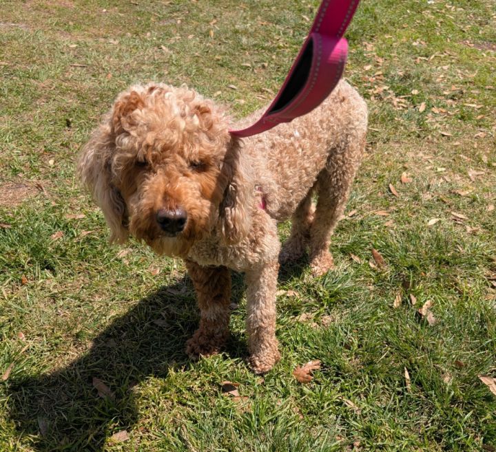 Dezzy-Beautiful Golden Doodle 1
