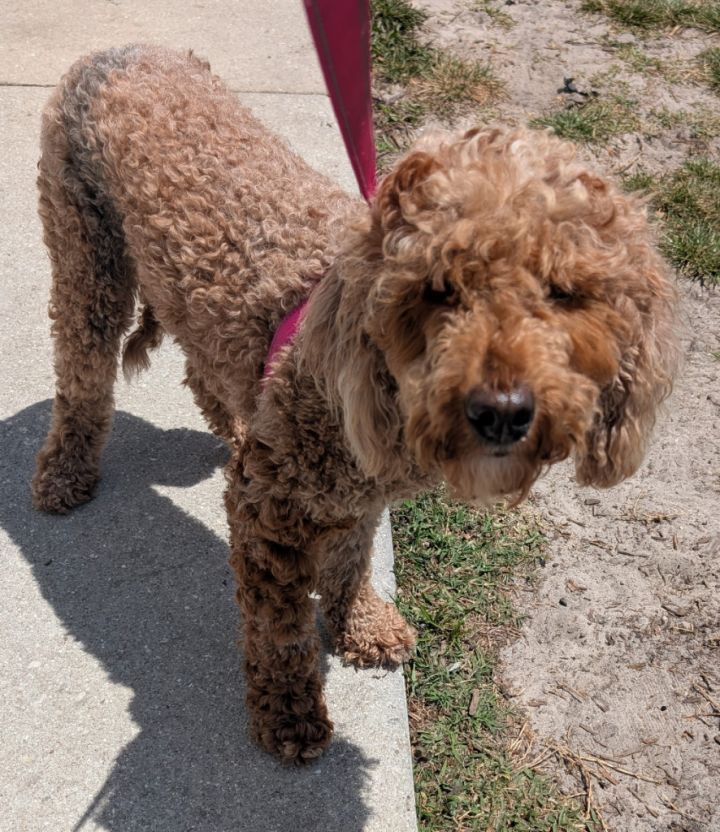 Dezzy-Beautiful Golden Doodle 3