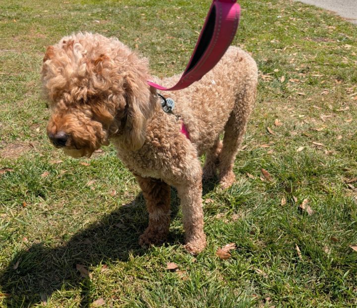 Dezzy-Beautiful Golden Doodle 4