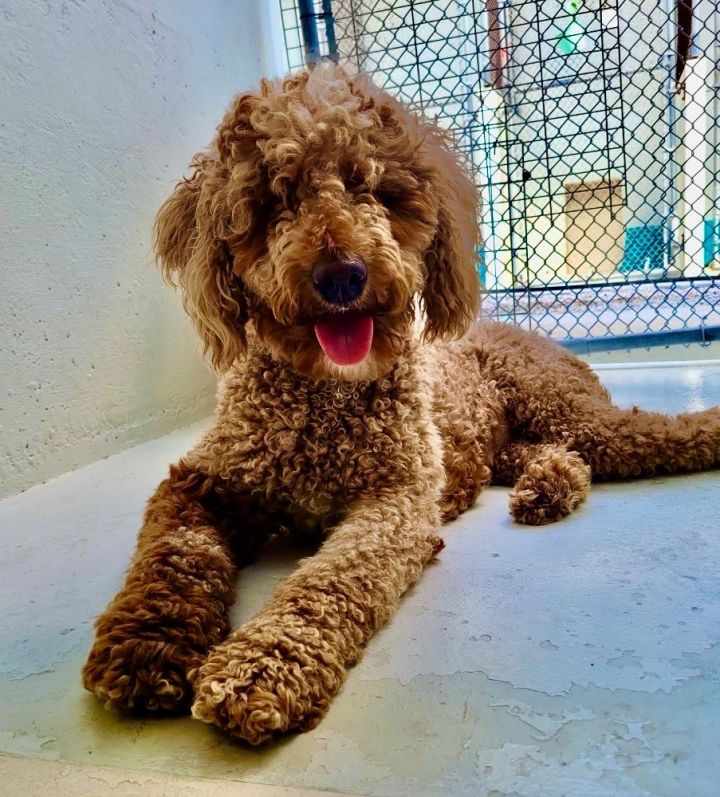 Dezzy-Beautiful Golden Doodle 5