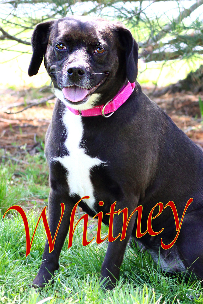 Whitney