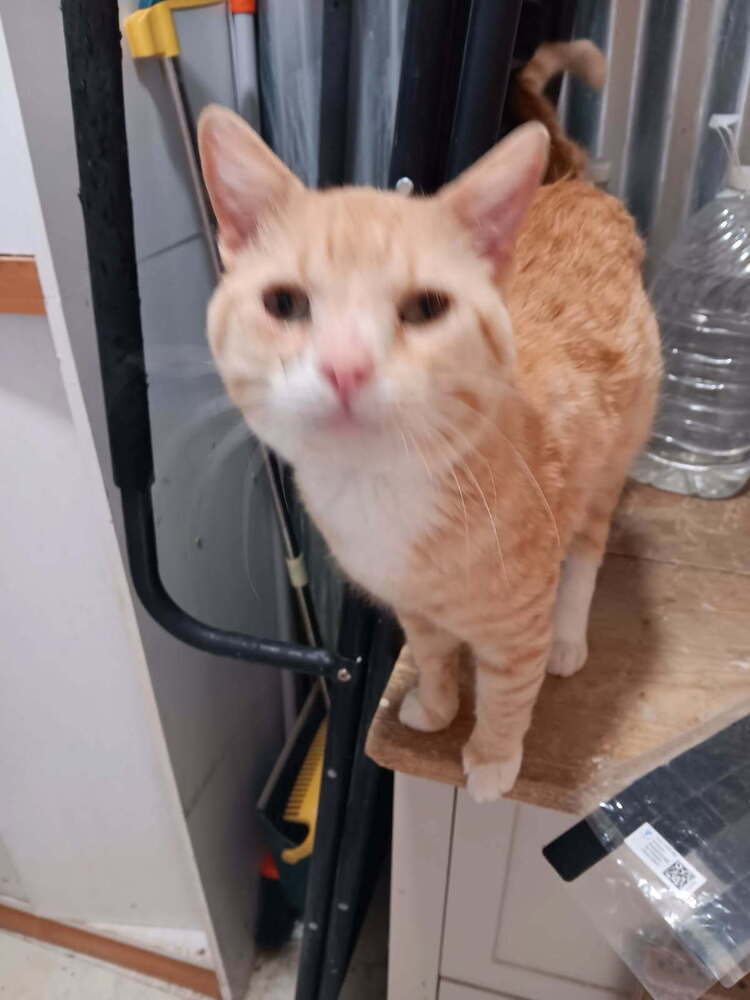 Colby Jack