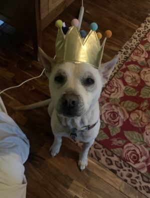 Name Wilbert Age 4 Years Breed Husky Cattle Dog Mix Gender Male Meet Wilbert Wilbert is a loyal