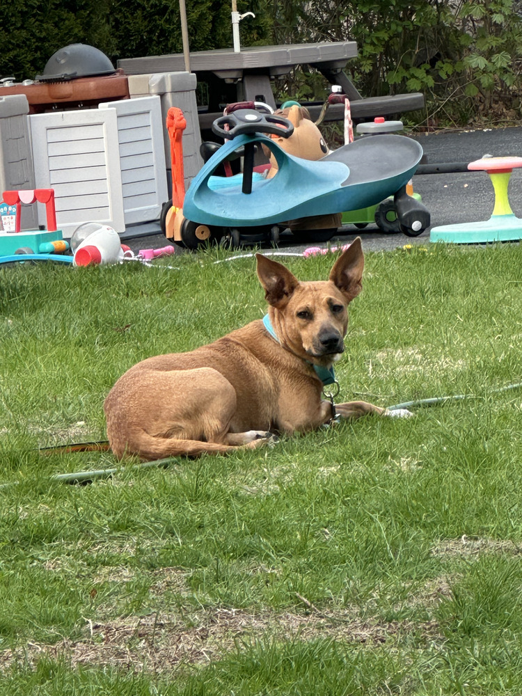 Brownie (Momma)
