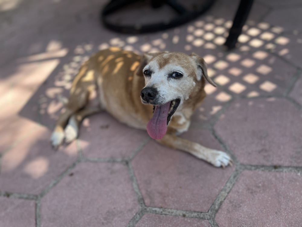 Gertie