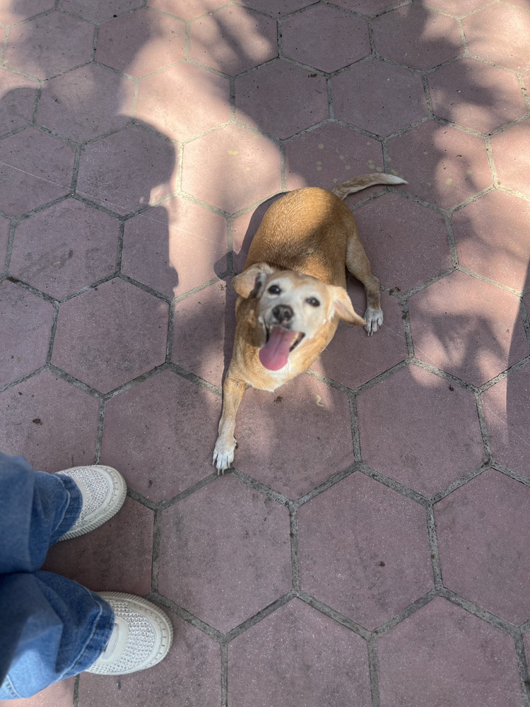 Gertie