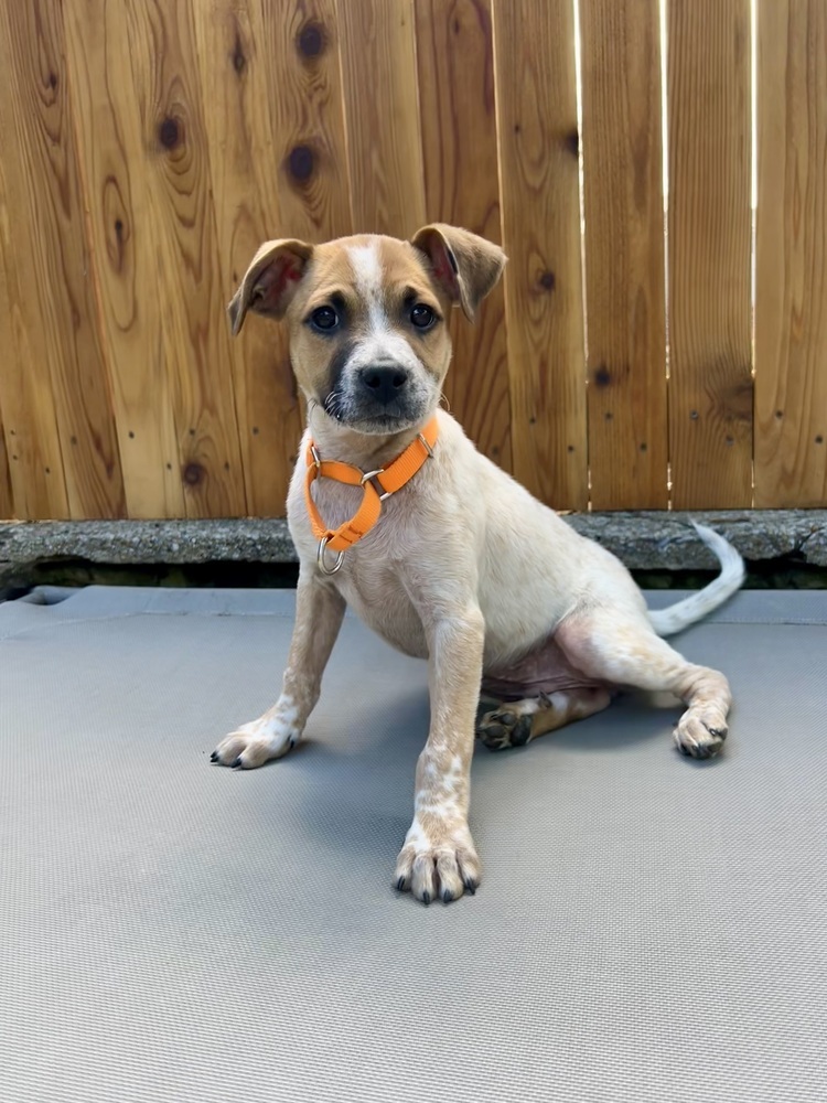 Blaze (Brownie's Litter)