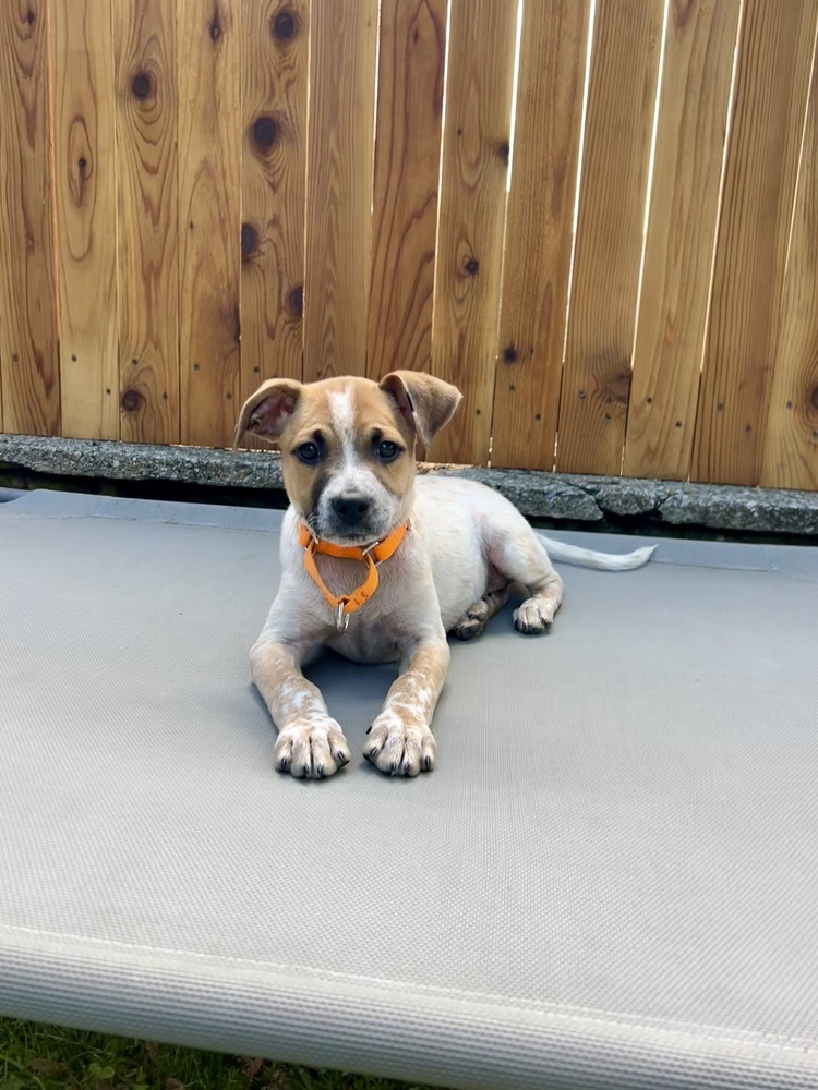 Blaze (Brownie's Litter)