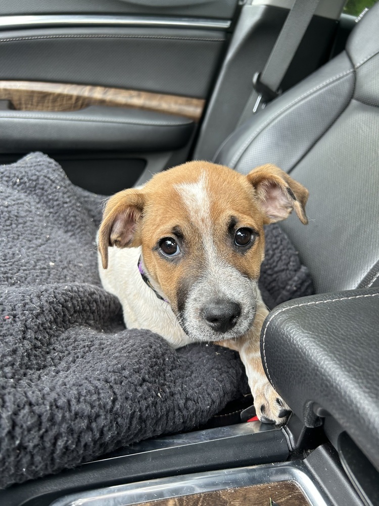 Blaze (Brownie's Litter)