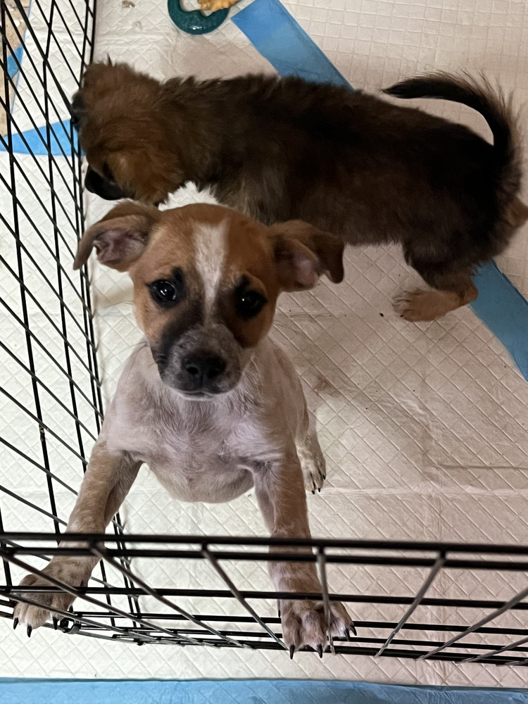 Blaze (Brownie's Litter)