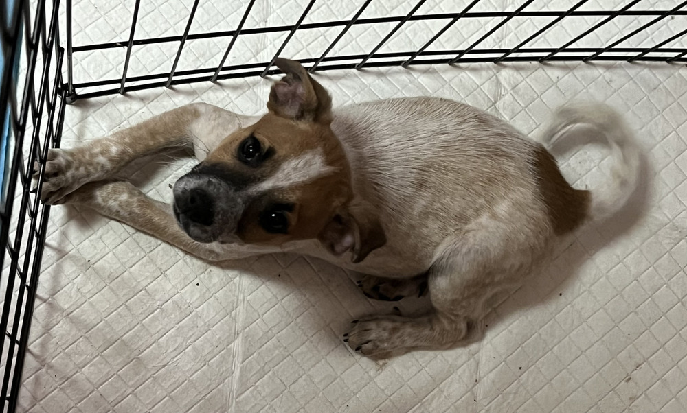 Blaze (Brownie's Litter)