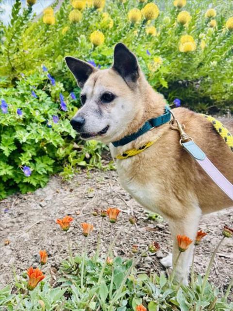 ZOOEY, an adoptable Jindo in Los Angeles, CA, 90064 | Photo Image 1