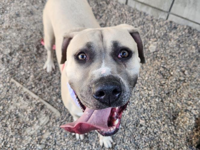 CLEOPATRA, an adoptable Bullmastiff, Mixed Breed in Mesa, AZ, 85201 | Photo Image 1