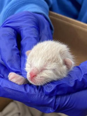 BISCUIT, Baby Male Domestic Short Hair