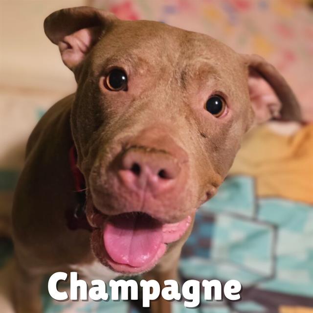 CHAMPAGNE