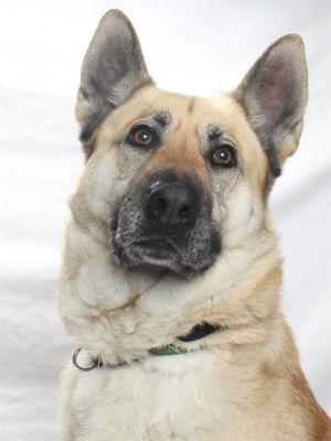 If you are looking for a sweet girl who knows her commands lovely Lisbeth is the girl for you Lisb