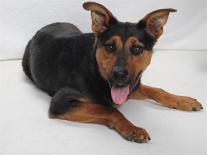 Our Lil Miss Bambi has not had the best luck getting adopted and having it stick She originally cam